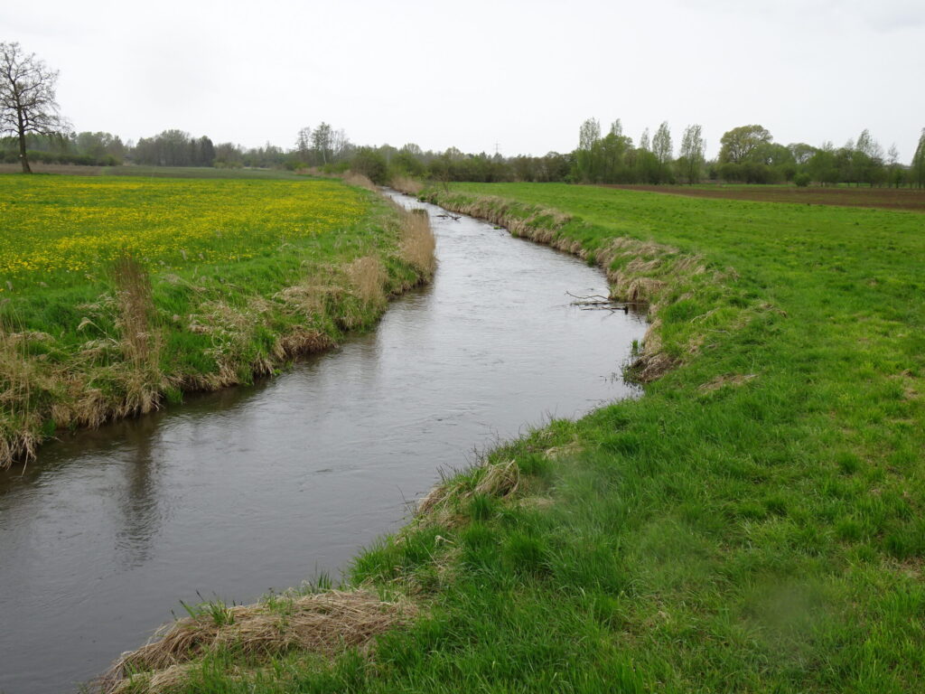 nasenbach goldach 3